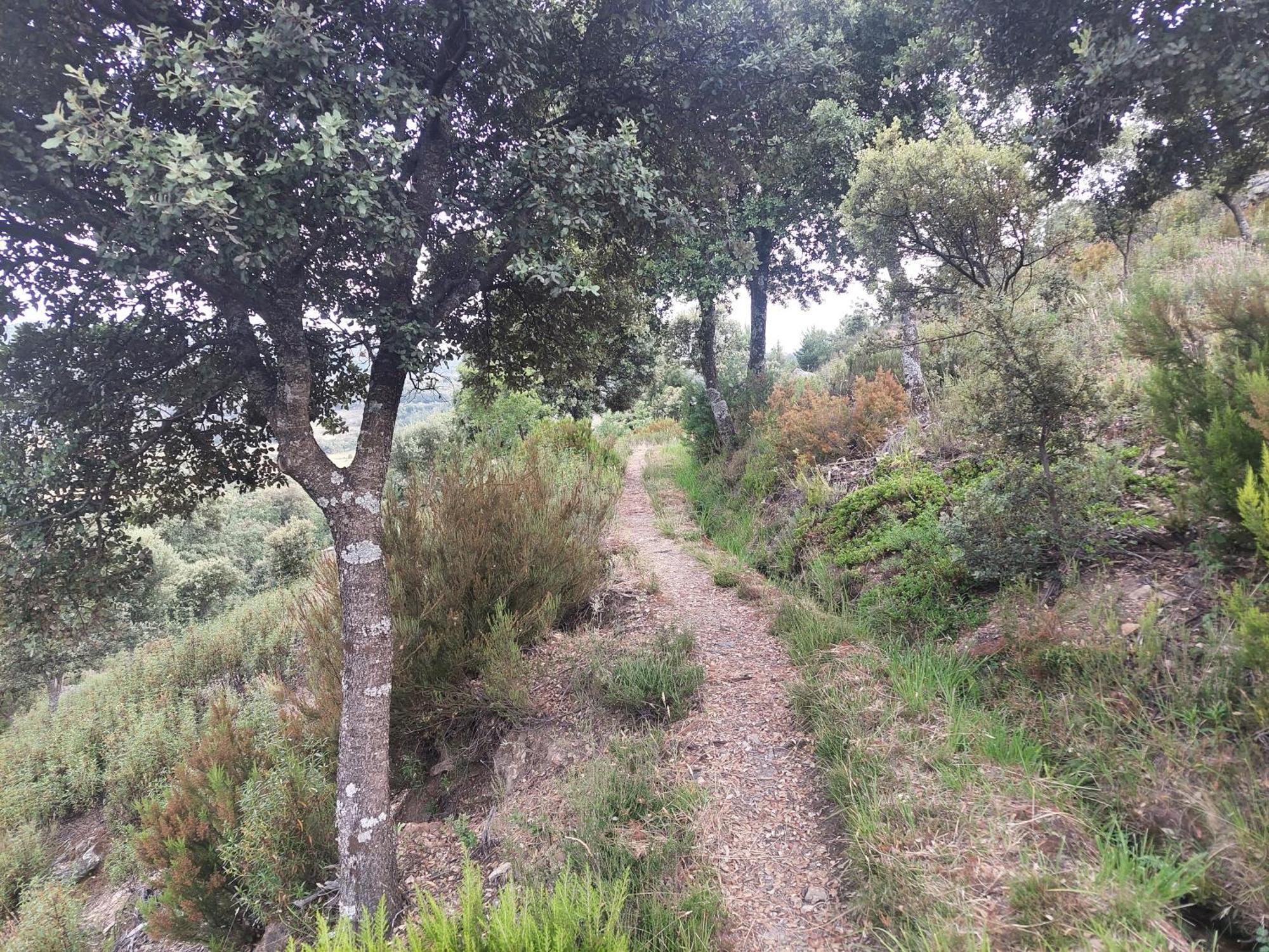 Peonias Almiruete